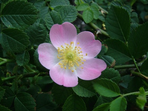 Heckenrose rosa canina - heckenrose, canina-
