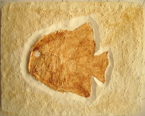 Abguss gyronchus macropterus - gyronchus,