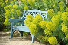 3 x Euphorbia characias ssp