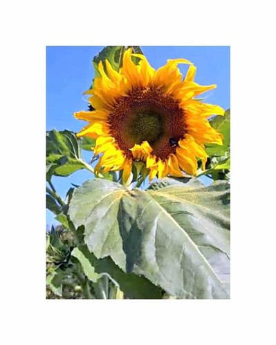 15x sonnenblumen king kong - 15x,