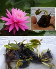 Kleinste seerose der - seerose,