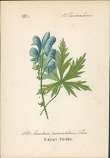 Chromolithographie : Rispiger