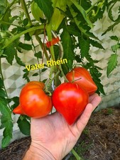 Vater Rhein Tomatensamen Tomaten Samen