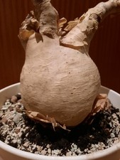 Cyphostemma uter var. macropus, Caudex, Rarität, seltene Pflanze, caudiciform!