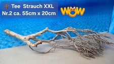 🪴 XXL Tee Strauch Aquarium