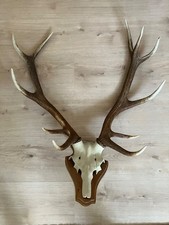 Großes, echtes Rotwildgeweih