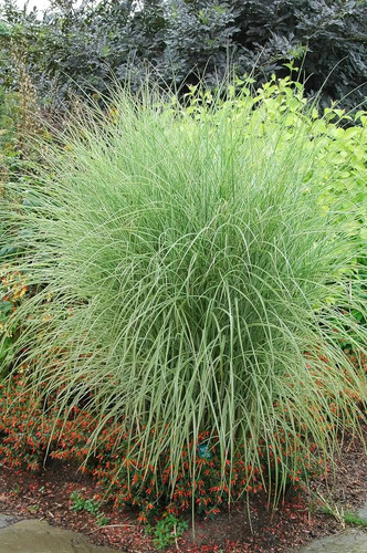 Weißbuntes chinaschilf - weißbuntes,
