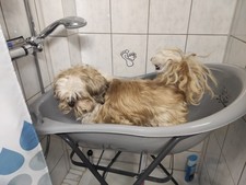 Badewanne Hunde mit Gestell Hundebad im Stehen