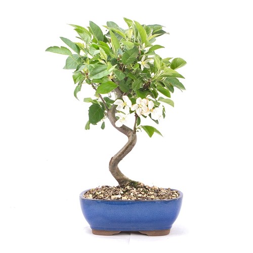 Bonsai zierapfel malus - zierapfel, 'malus