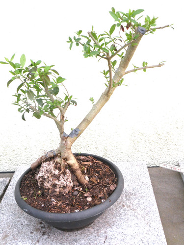 Bonsai outdoor liguster - bonsai,