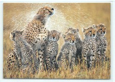 1 AK Gepardenfamile Gepard C Raubtier Raubkatze - NEU !!! ::