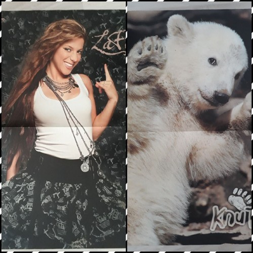 Lafee knut eisbär poster - lafee,