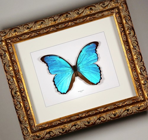 Schmetterling schaukasten - schmetterling,