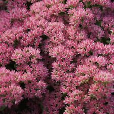 Hohe Fetthenne Sedum Telephium-Hybr. 'Herbstfreude' Bienenpflanze Staude