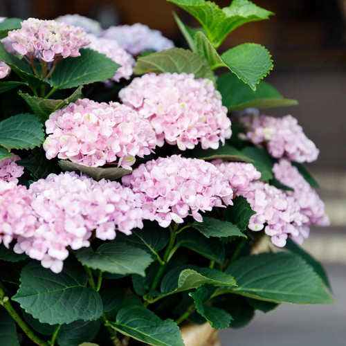 Hortensie hydrangea magical - hydrangea,