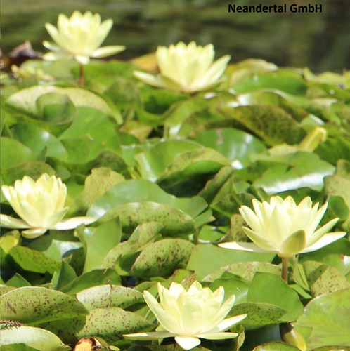 Gelbe seerose - gelbe,