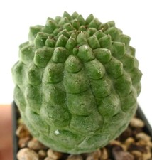 Larryleachia cactiformis