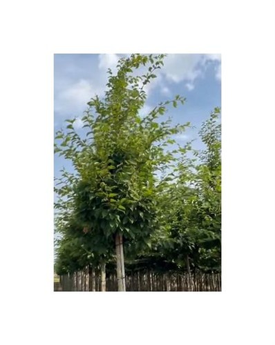 10x hainbuche carpinus - 10x,