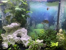 aquarium komplett mit