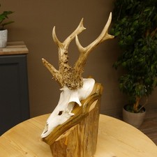 Rehgeweih abnormes Reh Gehörn