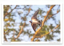 Postkarte rauchschwalbe - ak,