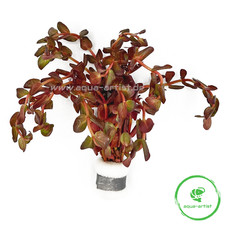 Rotala balsamica – Rosa Aquariumpflanze im Bund