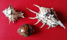 Deko Maritim  - - 3 Muscheln -