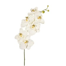 Kunstblume PHALAENOPSIS Künstlich Orchidee ORCHIDEENZWEIG 76cm Weiß leicht CREME