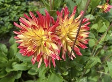 Dahlien Knollen Blumenzwiebeln