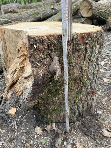 Eichenstamm baumstamm mit - -,