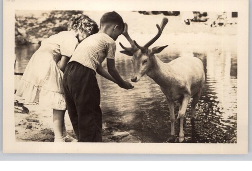 Feeding santas reindeer - santas,