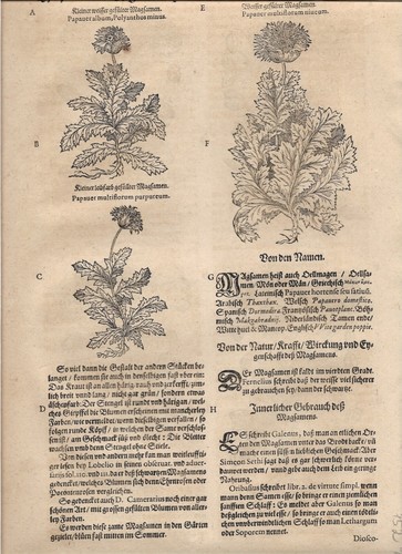 Tabernaemontanus herbarium - j.,