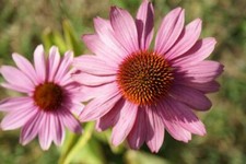 1 Purpur Sonnenhut Pflanze  Echinacea purpurea Schnittblume