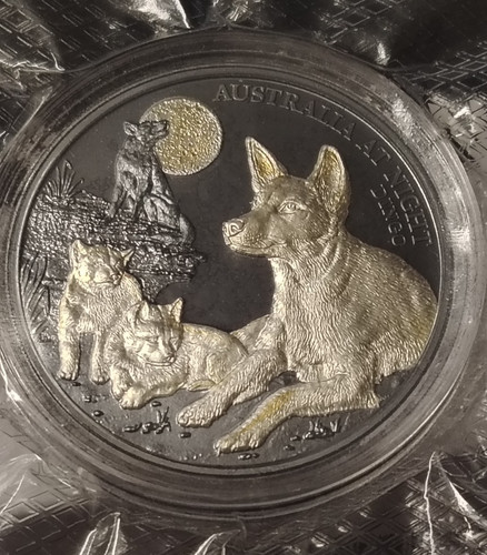 Dingo australia night 1 - -,