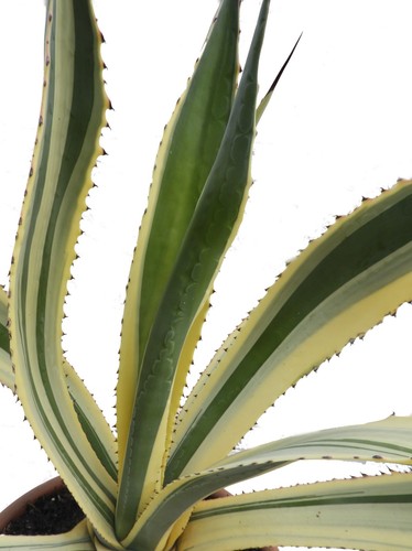Ableger von agave - agave, americana
