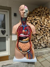 HeineScientific Torso-Modell