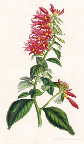 Siphocampylus amoenus america - amoenus,