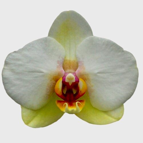 Phalaenopsis cinnemon new - phalaenopsis,