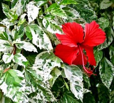 Hibiscus rosa sinensis