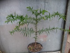 Araucaria bidwillii
