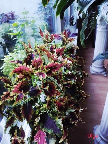 Buntnessel coleus für - coleus,
