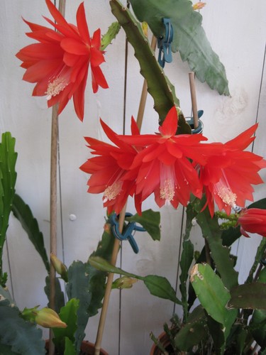 Epiphyllum rot blattkaktus - epiphyllum,