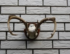 Weißwedel Hirsch Geweih auf Brett Jagd