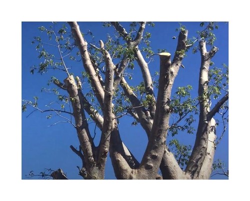 Adansonia gregori - 5x,