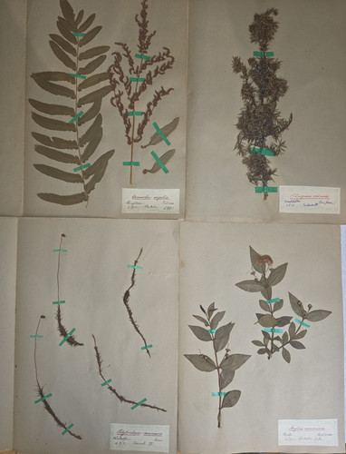 Antike herbarium blätter - herbarium,