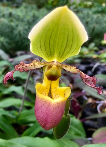 Paphiopedilum species - paphiopedilum,