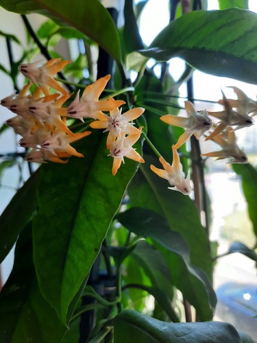 Hoya multiflora sv406 amazonas - hoya,