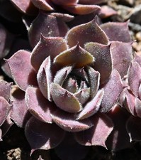 Sempervivum, Dachwurz, Sorte