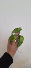 Monstera Siltepecana Aurea -