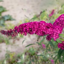 Sommerflieder, Buddleja